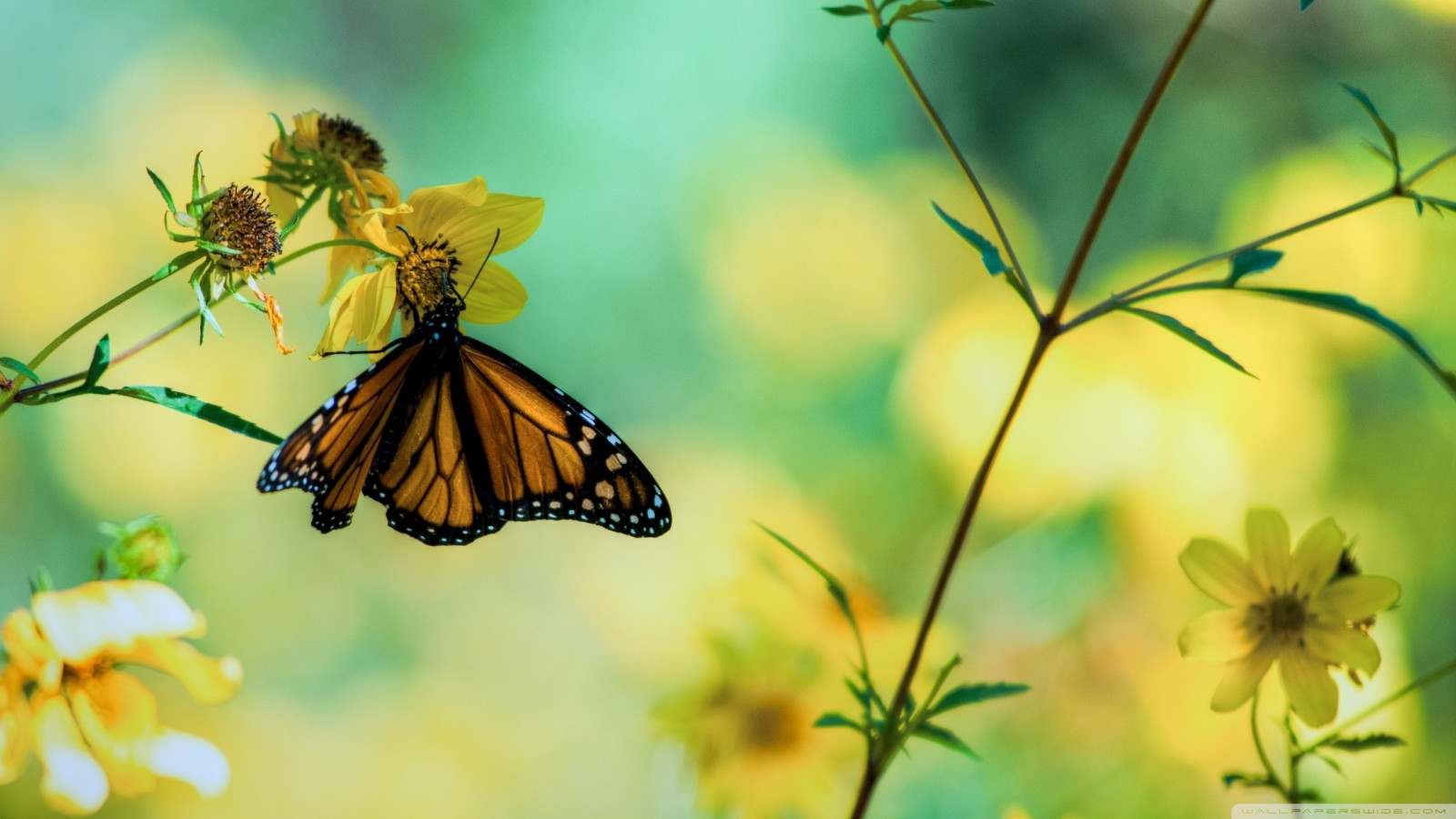 luce del sole, animali, fiori, natura, ramo, farfalla, insetto, verde, giallo, autunno, foglia, fiore, flora, prato, fauna, Fiore di campo, sfondo del computer, botanica, avvicinamento, fotografia macro, invertebrato, nettare, impollinatore, falene e farfalle, farfalla monarca