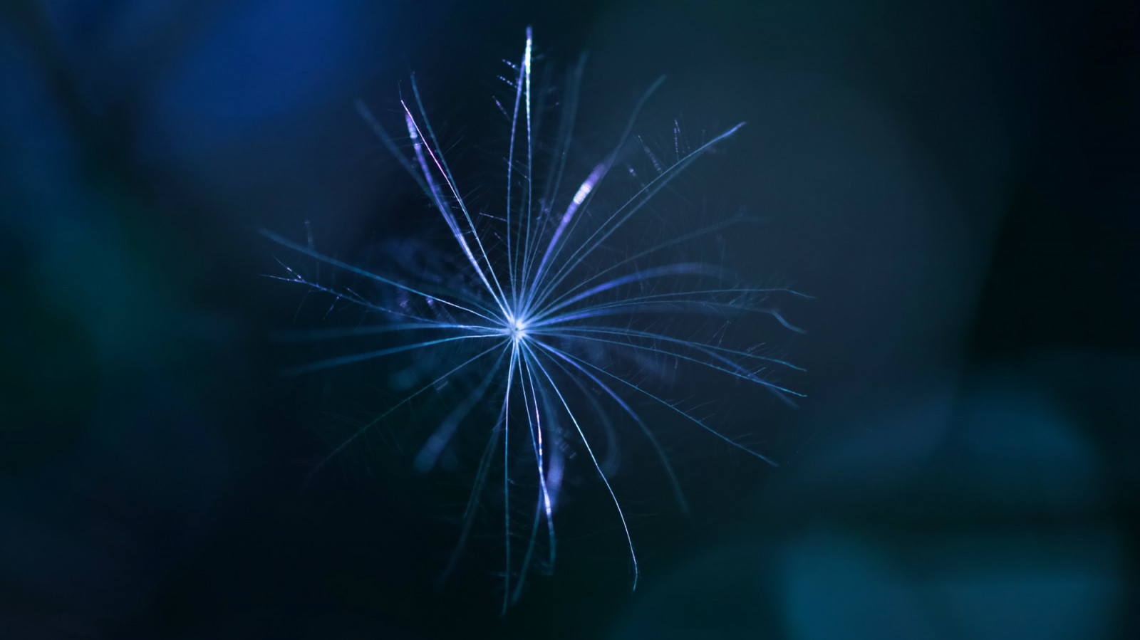 lumière du soleil, nuit, les plantes, Macro, bleu, cierge magique, lumière, fleur, ligne, obscurité, Papier peint de l'ordinateur, Art fractal, fermer, Photographie macro