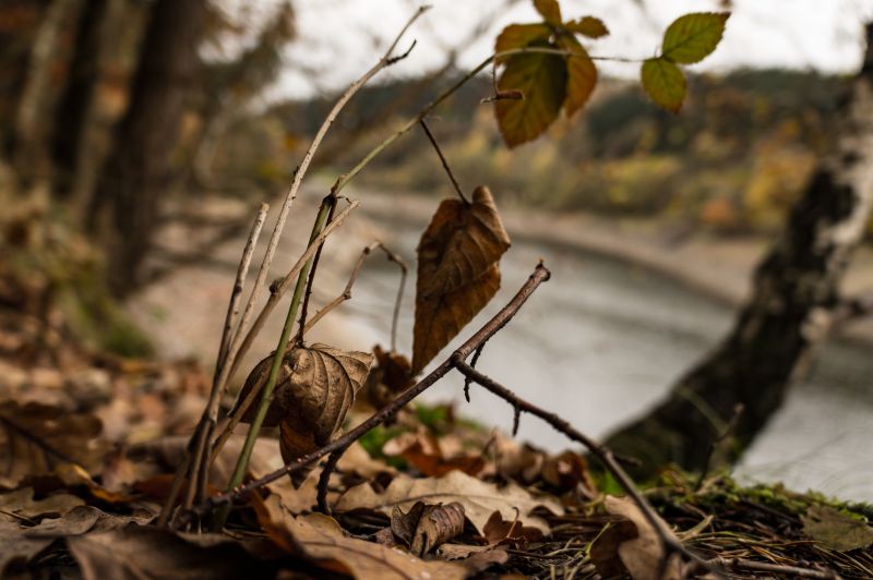 Tiefenschärfe, Wald, fallen, Blätter, Wasser, Pflanzen Tiefenschärfe, Wald, fallen, Blätter, Wasser, Pflanzen
