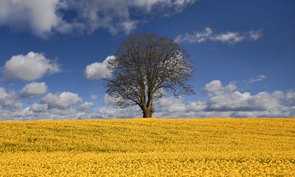sollys, landskab, græs, himmel, Mark, grøn, gul, gård, forår, UK, Gwent, Wales, Glamorgan, Cardiff, Raps, Sky, træ, lone, blomst, græsarealer, ensom, raps, landbrug, eng, almindeligt, goldenart, dagtimerne, storbritannien, wildflower, prærie, afgrøde, Cymru, Wentloog, stevegarrington, michaelstoneyfedw, Fedw, computer tapet, fremstille, vedplante, græs familie, kål, cumulus, savanne, sennep plante, Brassica rapa, sennep og kål familie, Caerdydd, økoregion, oliefrø