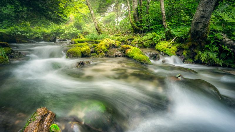 Skov, vandfald, vand, natur, mos, flod Skov, vandfald, vand, natur, mos, flod
