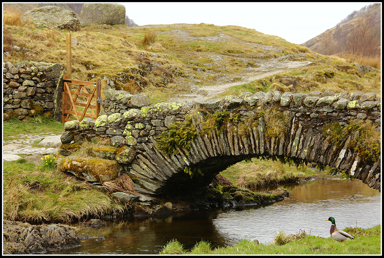 most, květiny, nebe, barva, Příroda, voda, stěna, krajina, kachna, mech, brána, proud, cihly, Lake District, kopce, ukazatel směru, narcisy, cesta, canon60d, lakelandphotographicholiday