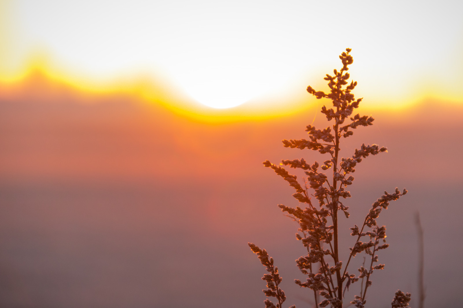 slunečnímu záření, krajina, západ slunce, nebe, větev, svítání, večer, ráno, mlha, slunce, horizont, atmosféra, soumrak, slunce, mrak, strom, svítání, nebe, venkov, landsbygd, soluppg ng, landskap, morgon, atmosférický jev, odlesk, červená obloha v dopoledních hodinách