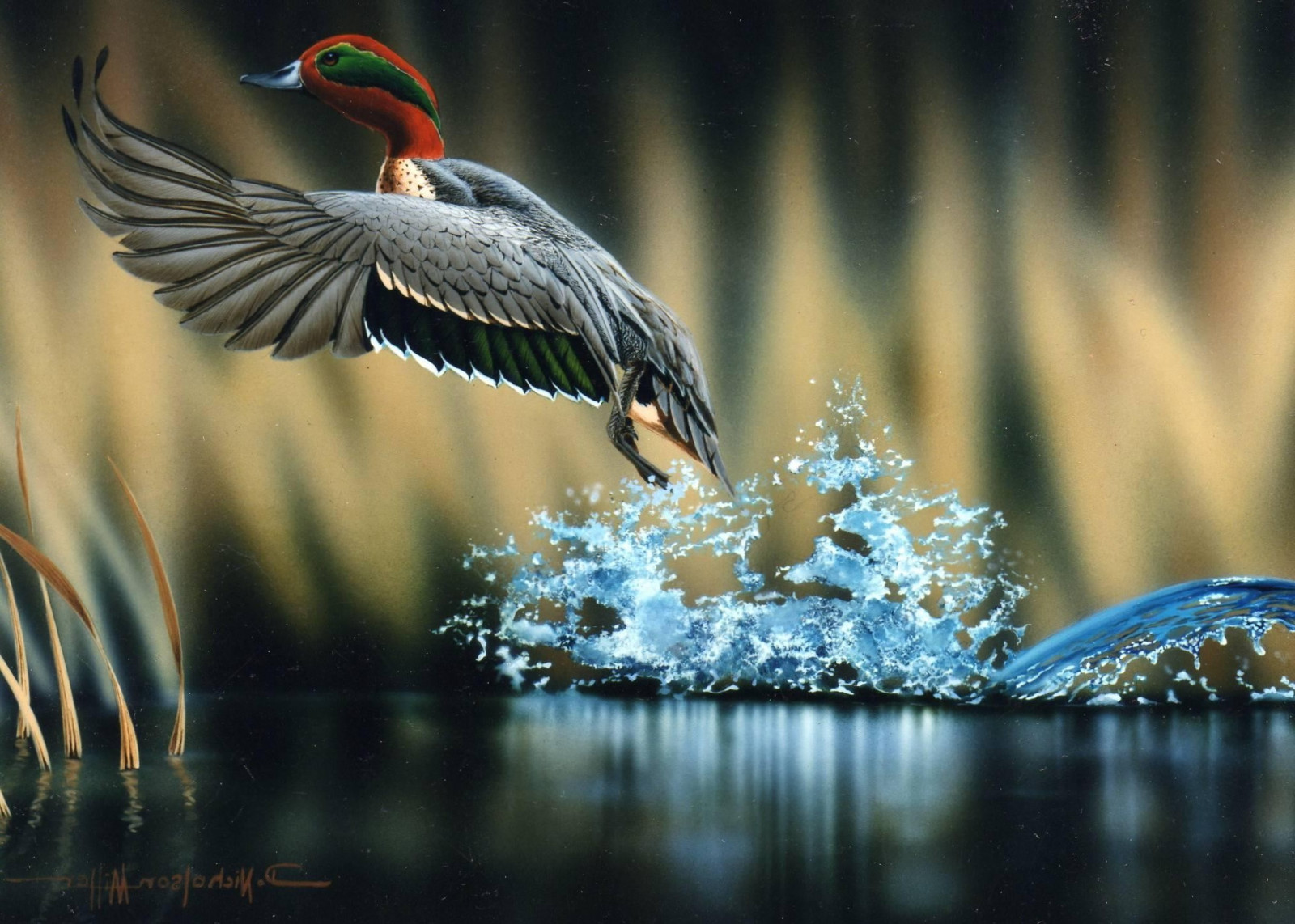 Fondos de pantalla : aves, agua, naturaleza, reflexión, pico, pájaro