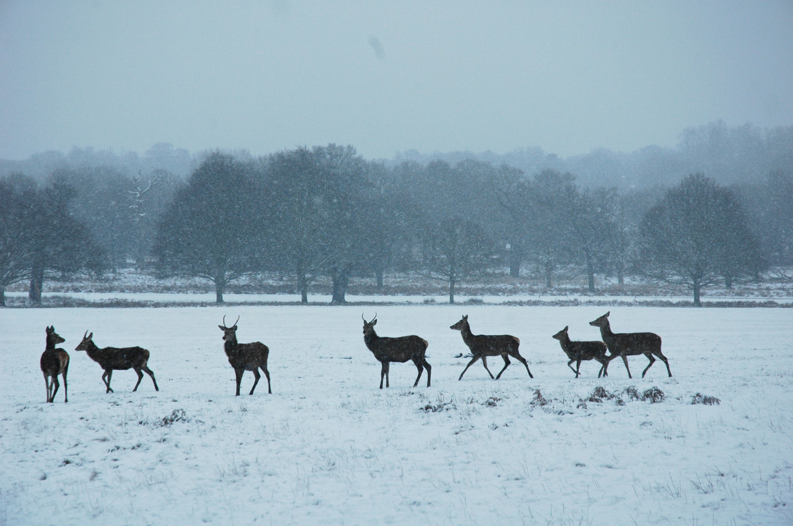 Wallpaper snow, Freezing, deer, herd, wildlife, tree, pasture, frost, sky, reindeer, winter