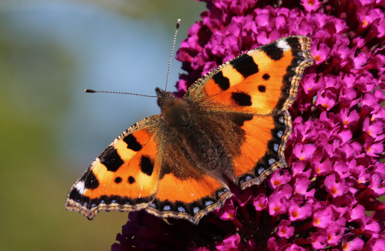 makro, motýl, hmyz, Volně žijících živočichů, papillon, schmetterling, canoneos5dmarkiii, makro fotografie, bezobratlý, členovců, organismus, nektar, opylovači, můry a motýli, lycaenid, motýl monarcha, Pieridae, štětec footed motýl, Spaf180mmf35dildifmacro11