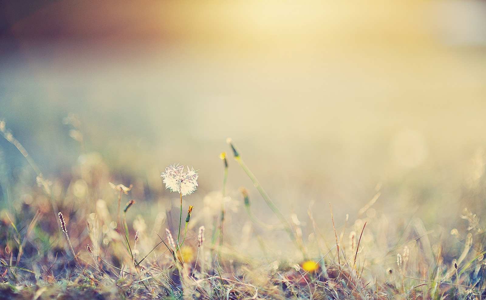 Wallpaper : sunlight, nature, plants, field, green, morning, dandelion ...