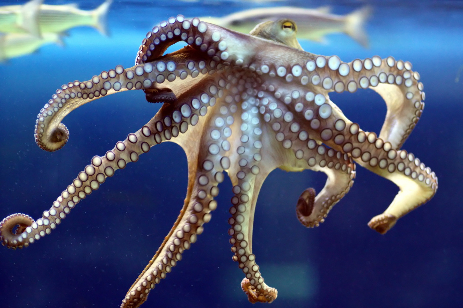 Ryba, Páni, Německo, deutschland, akvárium, chobotnice, Karlsruhe, vivárium, Kraken, Fische, Krake, Naturkundemuseum, cotcmostfavorited, supershot, Octopoda, specanimal, specanimalphotooftheday, anawesomeshot, colorphotoaward, theunforgettablepictures, betterthangood, itsazoooutthere, thedantecircle, Zensationalworld, Flickrbestcreatures, naturesgreenpeace