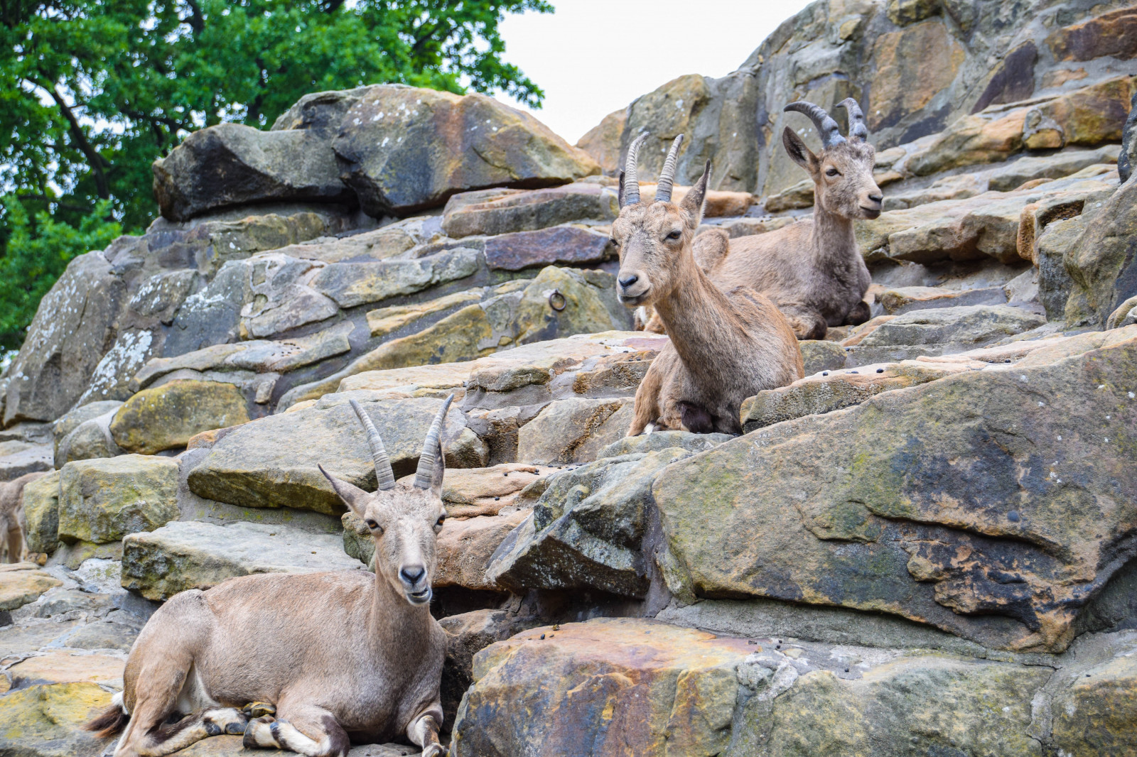 Fond D cran Roche La Nature Allemagne Faune Zoo L Europe 