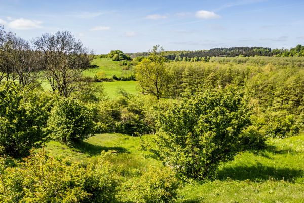 landscape, forest, hill, nature, grass, garden