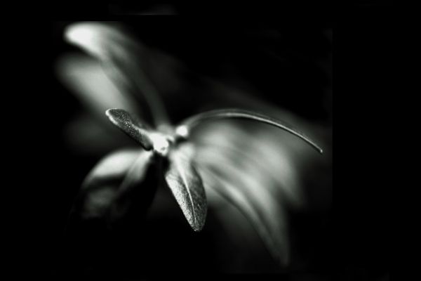 black,monochrome,nature,photography,macro,insect