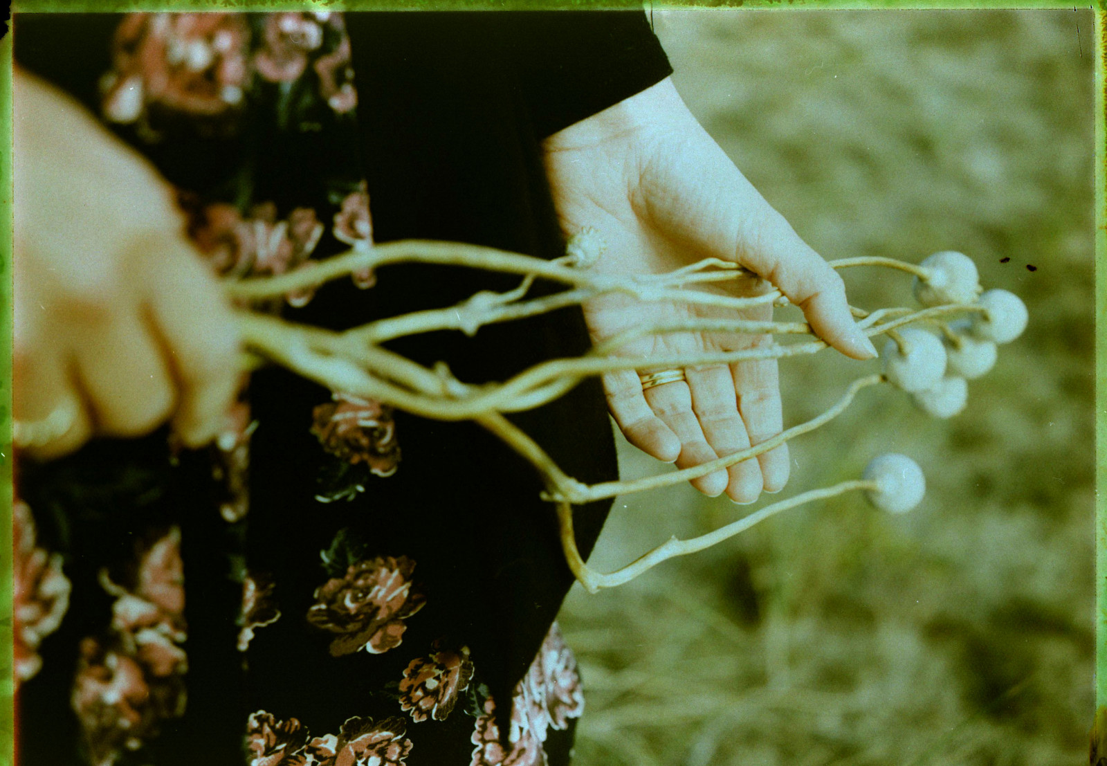 ruce, tráva, vlčí mák, Polaroid, strom, rostlina, peelapart, 100packfilm, believeinfilm, snapitseeit, organismus, 250automaticlandcamera, fujiroid, fuji100c, portraitattachment, bleachedneg