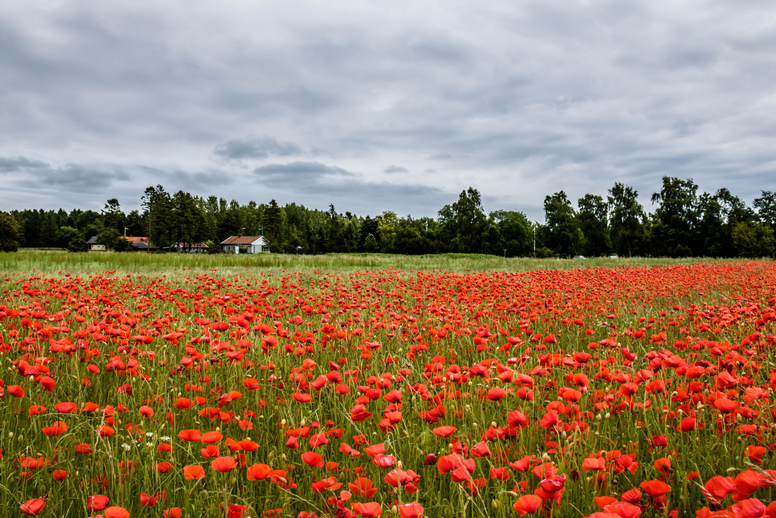 แนวนอน, ธรรมชาติ, สีแดง, หญ้า, ฟิลด์, ก้าน, ดอกไม้, ทุ่งหญ้า, ปลูก, งาดำ, พืช, Blomma, f lt, Vallmo, s dersl tt, landskap, exif model canoneos760d, กล้องทำให้ Canon, กล้องรุ่น canoneos760d, ตำแหน่งทางภูมิศาสตร์, เลนส์ Exifs efs18200mmf3556is, exif ทำให้ canon, exif isospeed 100, ความยาวคลื่น exif 18mm, รูรับแสง exif 90, Skateholm, ทุ่งหญ้า, ที่ราบ, ดอกไม้ป่า, ทุ่งหญ้า, coquelicot, เขตชนบท, ถิ่นที่อยู่, สภาพแวดล้อมทางธรรมชาติ, โรงงานที่ดิน, พืชดอก, ครอบครัวหญ้า, ครอบครัวงาดำ