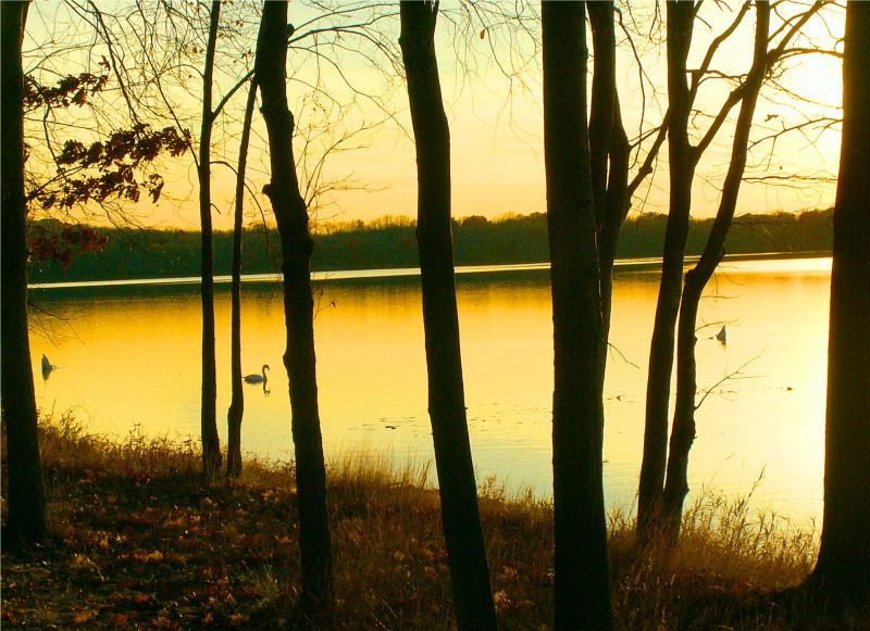 apus de soare,copaci,Soare,lac,ny,pasăre