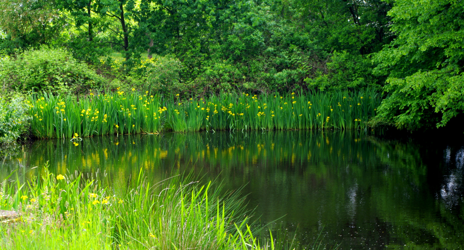 Hintergrundbilder Teich, Wasser, Reflexionen, Bäume, Grün, Iris