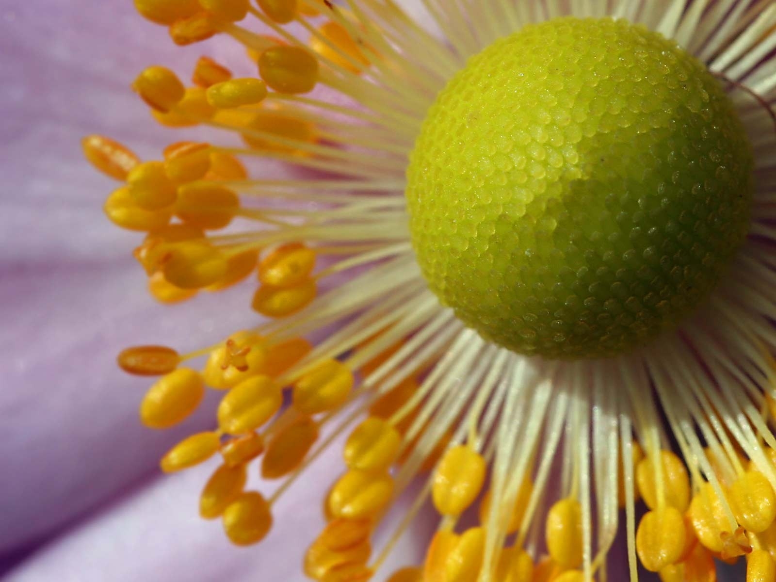 Wallpaper food, fruit, yellow, petals, pollen, flower, flora, petal