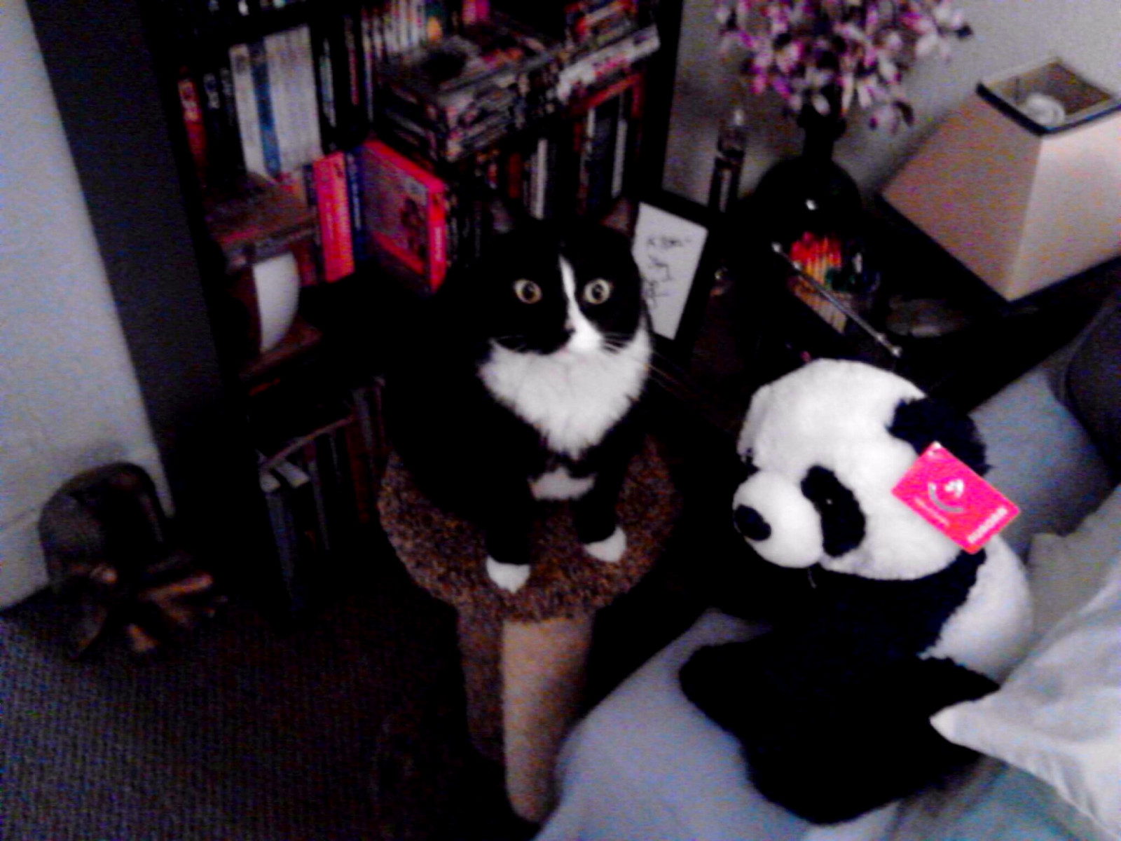 สีขาว, ดำ, แมว, ขนยาว, หมีแพนด้า, ทักซิโด้, แมวดำ, flickr, น่ารัก, ลูกแมว, สัตว์เลี้ยงลูกด้วยนม, ผมสั้น, แมวเหมือนสัตว์เลี้ยงลูกด้วยนม, แมวขนาดเล็กถึงขนาดกลาง, chattanoogatn, เหมียว