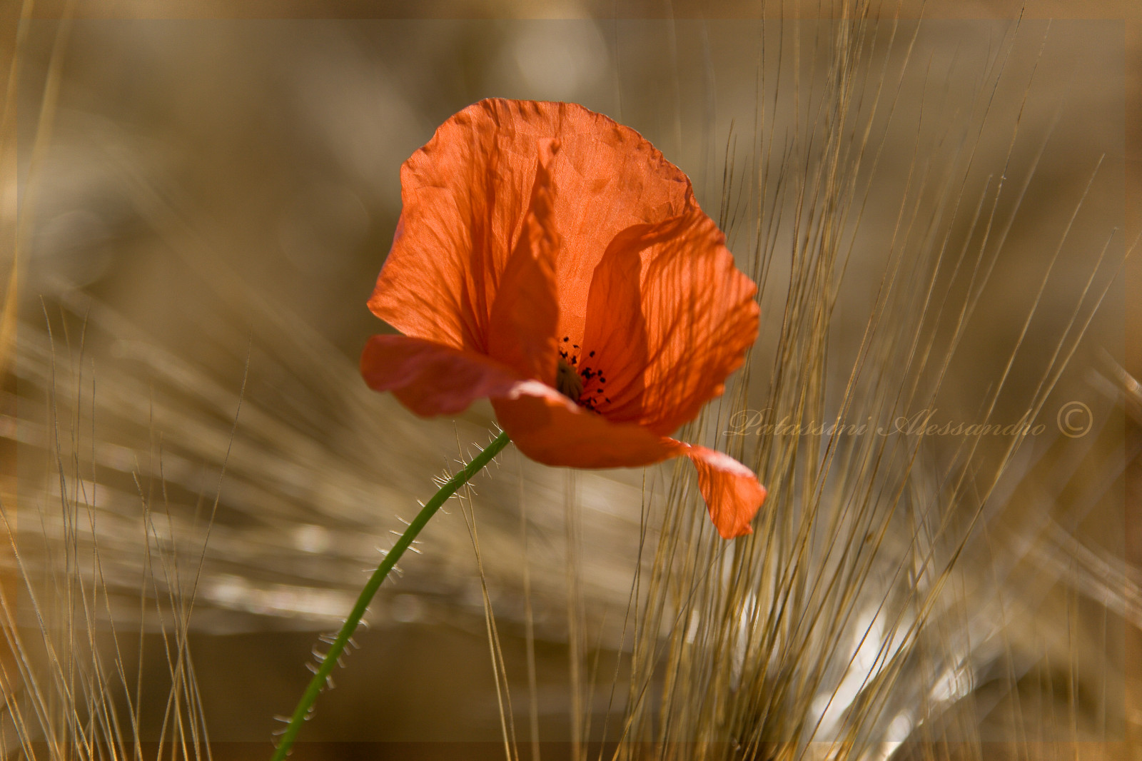 tapeta na zeď, Krásná, Kánon, eos, fotografie, vysoký, foto, výstřel, obraz, fotky, kvalitní, pšenice, sólo, ap, mák, rozlišení, alta, Bella, hq, lonly, Alessandro, grano, Scatti, immagine, Papavero, immagini, Risoluzione, 400D, Fotografie, aplusphoto, Hqwallpaper, diamondclassphotographer, flickrdiamond, theunforgettablepictures, goldstaraward, Patassini, Highresolutionalta
