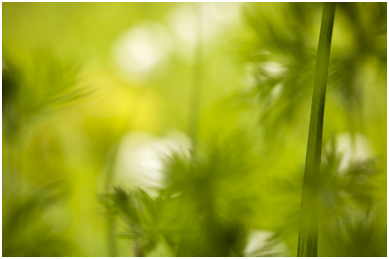 slunečnímu záření, bílý, Příroda, tráva, zelená, jaro, Estonsko, Sasanka, list, květ, rostlina, flóra, louka, coth5, artofimages, trávník, coth, počítač tapeta, suchozemská rostlina, kvetoucí rostlina, zblízka, makro fotografie, tráva rodina, závod stonek