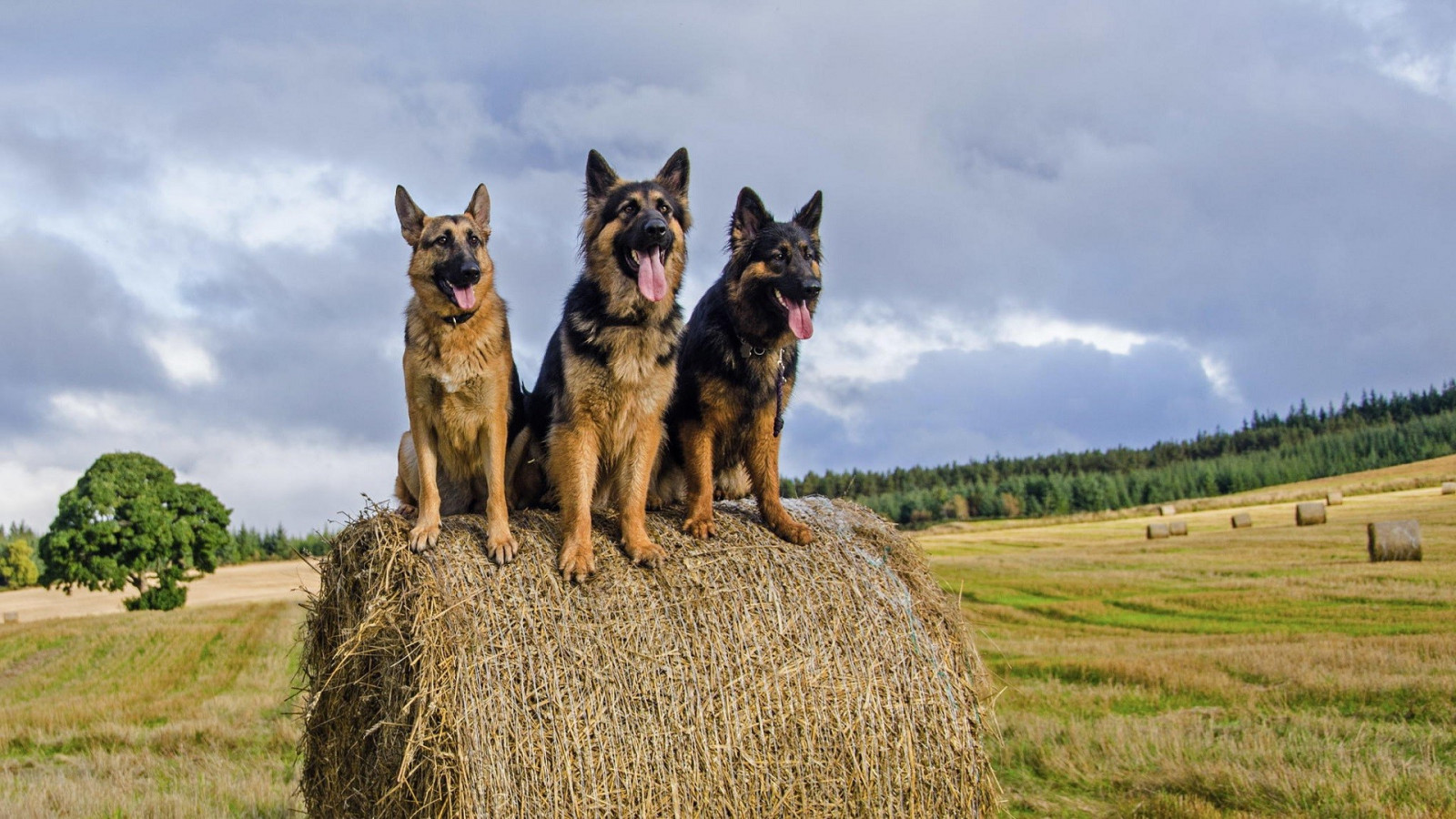 สัตว์, ธรรมชาติ, ฟิลด์, หมา, ฟางข้าว, คนเลี้ยงแกะเยอรมัน, สัตว์เลี้ยงลูกด้วยนม, 1920x1080 px, สุนัขชอบเลี้ยงลูกด้วยนม