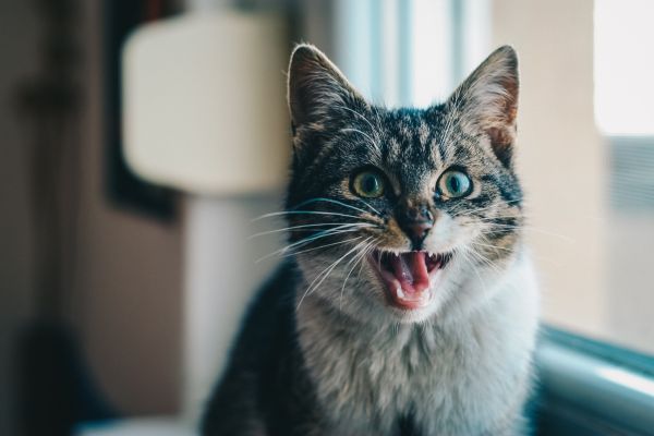 cat,Scream,emotion