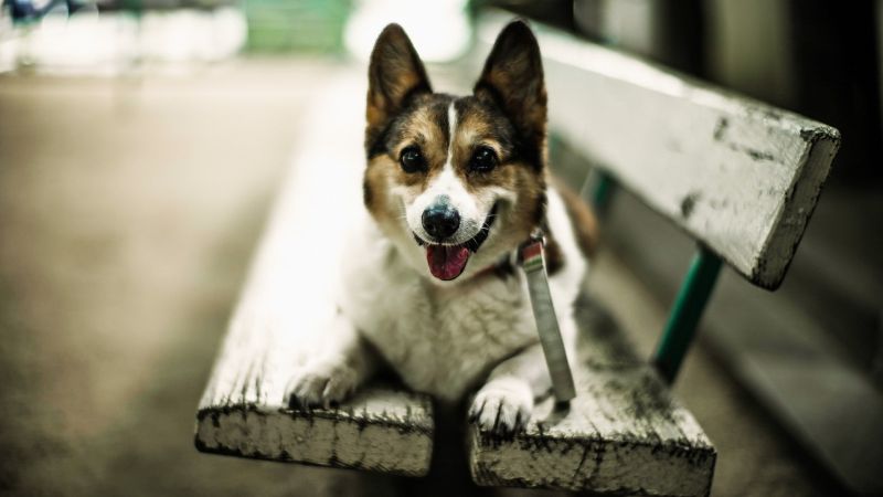dog, bench, puppy, mammal, animals, monochrome dog, bench, puppy, mammal, animals, monochrome