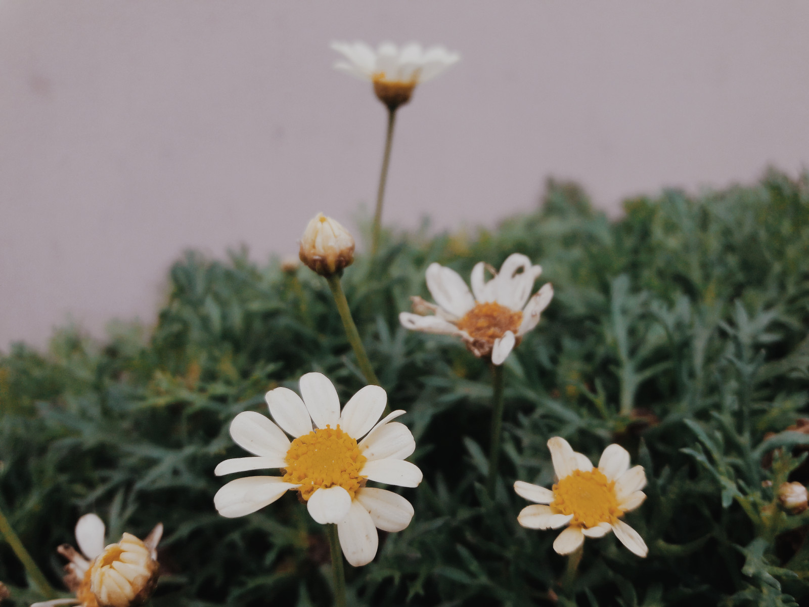 květiny, město, lima peru, Peru, západ slunce, zelená, restaurace, Miraflores, Příroda