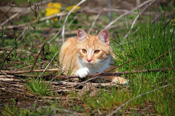 cat,lying,grass,playful