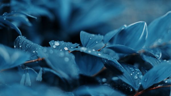 blue,nature,photography,plants,water drops,Chill Out