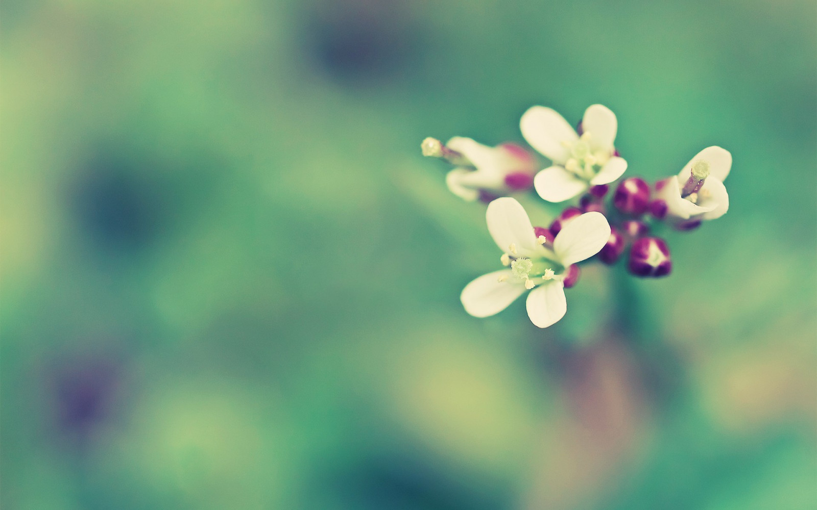 květiny, Příroda, rostliny, fotografování, makro, větev, zelená, květ, list, květ, rostlina, flóra, pupen, okvětní lístek, divoká rostlina, počítač tapeta, botanika, suchozemská rostlina, kvetoucí rostlina, zblízka, makro fotografie, závod stonek