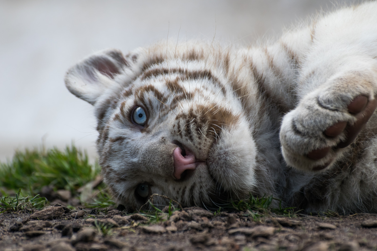Porträt, Gras, Tiger, Tierwelt, Nikon, Pelz, große Katzen, Zoo, Whiskers, Auge, Fauna, Wittetijger, Portret, Portrat, D5300, Nahansicht, Schnauze, Organismus, Cub, Tierpark, Dierentuin, Amneville, große Katze, Tigre, weißer Tiger, Tijger, Tigreblanco, Katachtigen, Whitetigercub, Tigreblanc, Zoodamneville, terrestrial animal