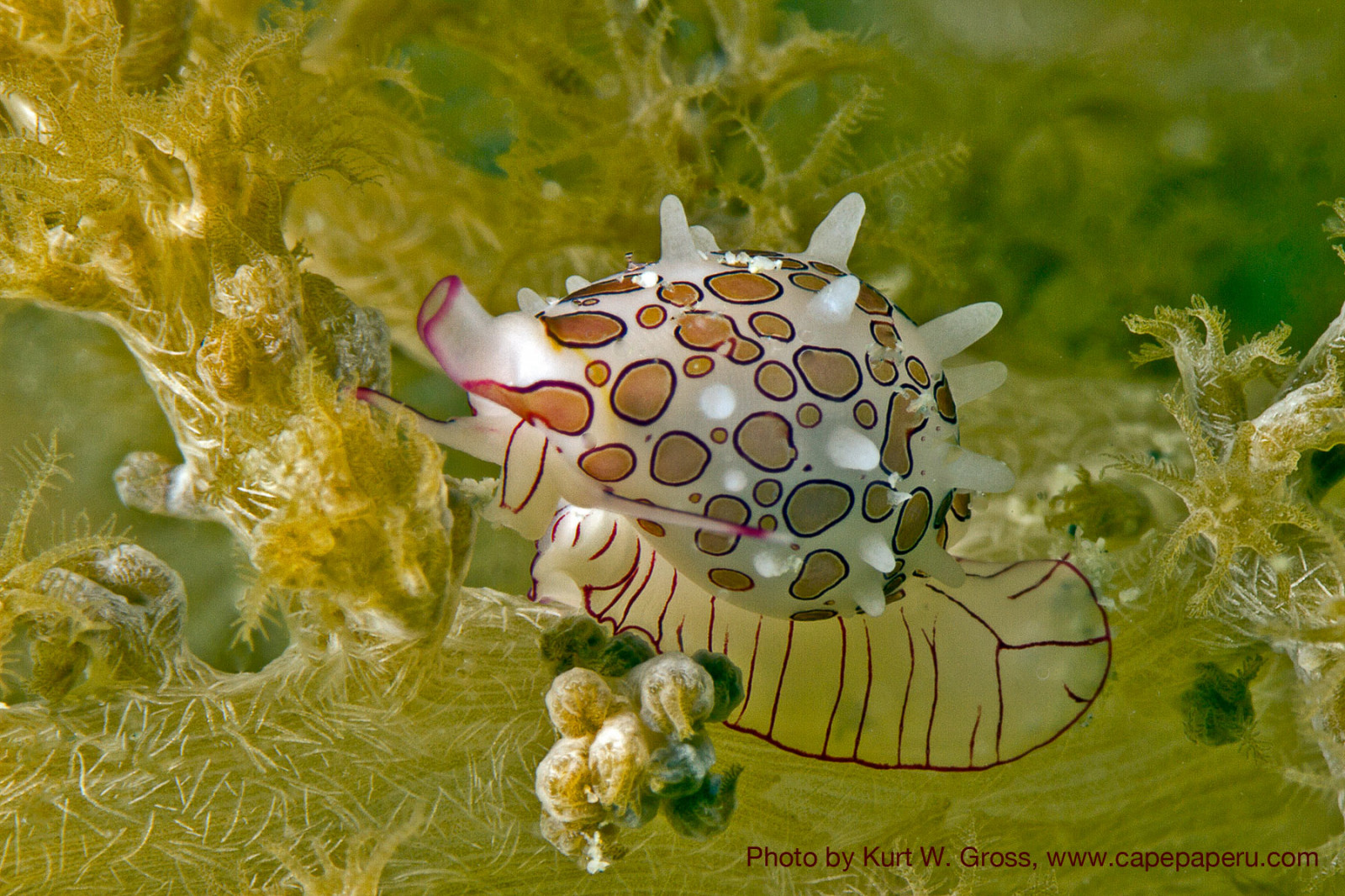 Indonesien, biologi, 2014, blomst, flora, makrofotografering, hvirvelløse, Maluku, indonesien, Saparua, Molukkerne, Ambon, molukken, capepaperu, extradiverspaperu