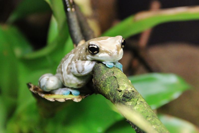 宏,青蛙,树蛙,frosch,鲍姆弗罗什,只有这些
