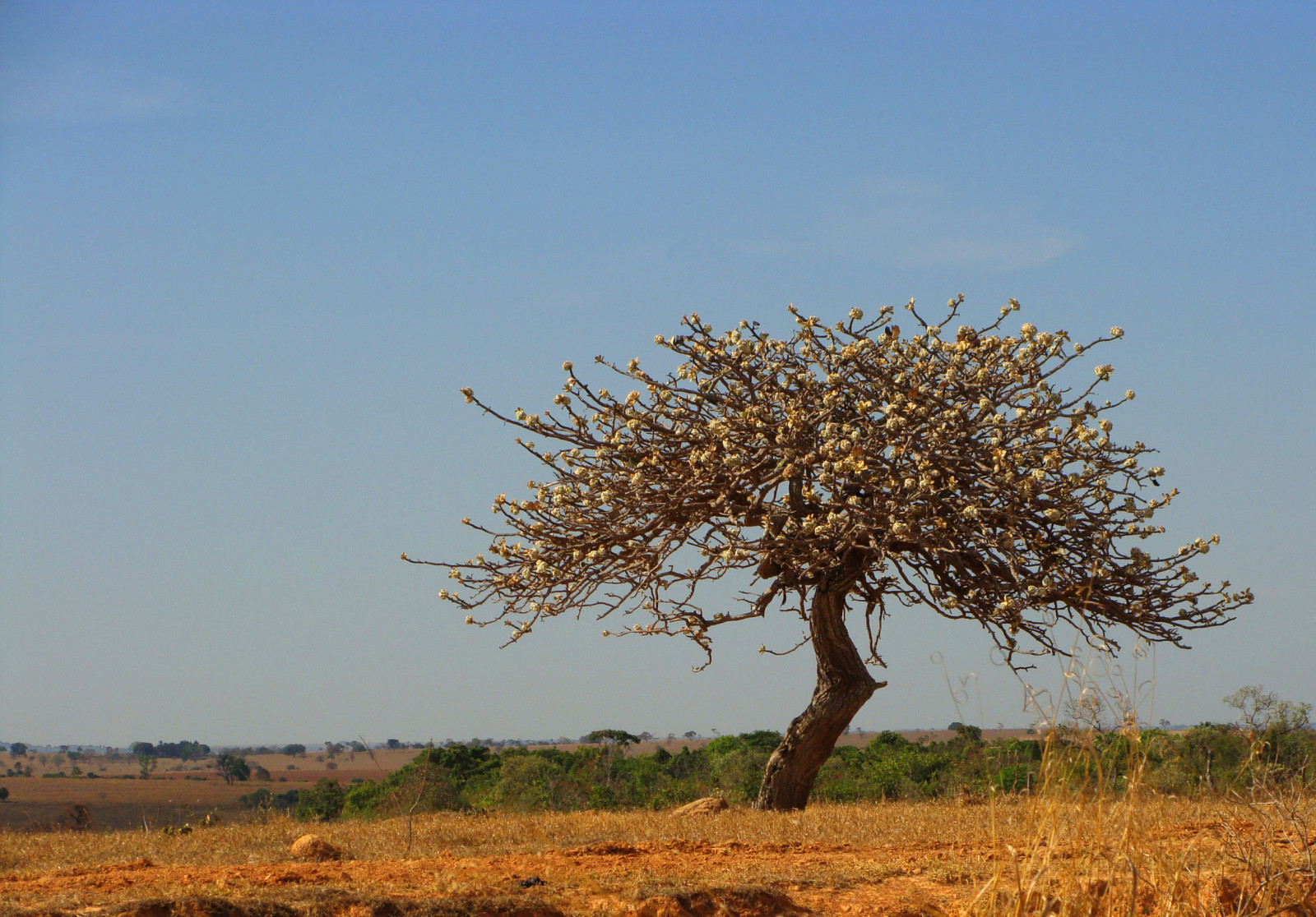 krajina, Příroda, tráva, nebe, pole, větev, modrý, Volně žijících živočichů, horizont, Brazílie, suchý, step, strom, lučina, osamělý, rostlina, větve, Průhledná, vegetace, Safari, zemědělství, prostý, digitalcameraclub, prérie, cerrado, oříznutí, ekosystém, tráva rodina, savana, křoviny, ekoregion, Goiania, Goias, plant community