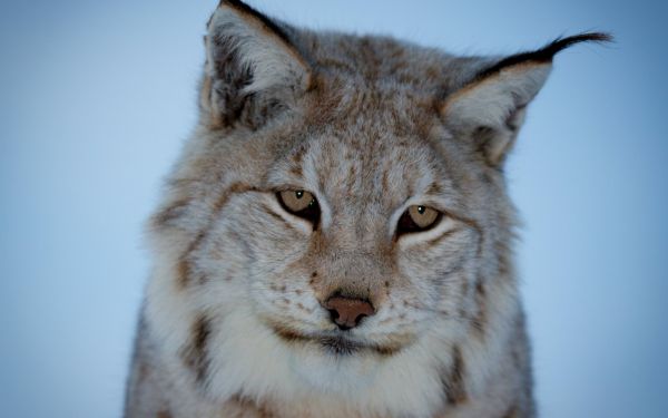 lynx, wild cat, predator, wildlife, whiskers, bobcat