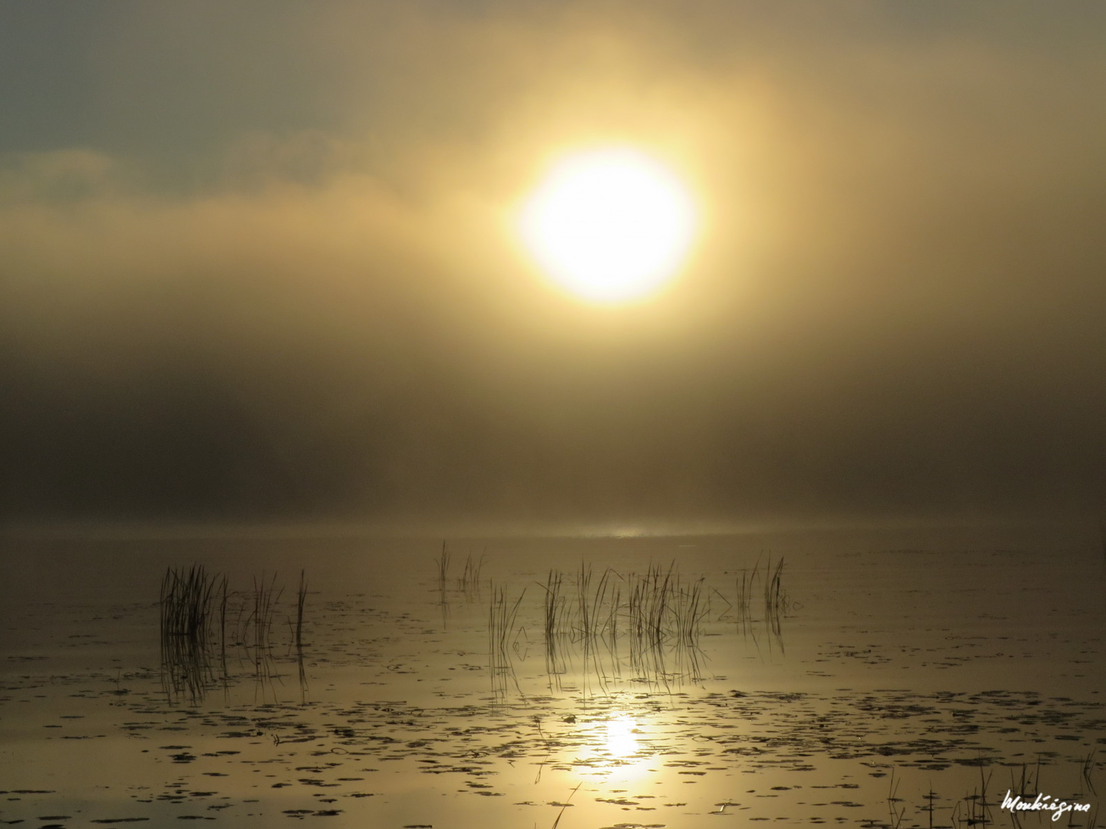Kanada, Quebec, brouillard, mlha, matin, ráno, moje místo, maplace, reflets, odrazy, Riviere, řeka, Rivi redesoutaouais, ottawariver, mlhavý, riversparkle, lesk, etincelles, tincellements, Miroiter, mlha, Nebel, zrcadlení, mlha, Herbst, Miroitement, odraz, dor e, zlatý, atmosféra, rákosí, herbes, opar, Atmosféra, nálada, morningmist, brumematinale, brumeux, Goldentones, Tonsdor s, morgenstimmung, minimalismus, minimalismus, paysageminimaliste, minimalistlandscape, foggyatmosphere, embrum, mlhavý, mistymood, G