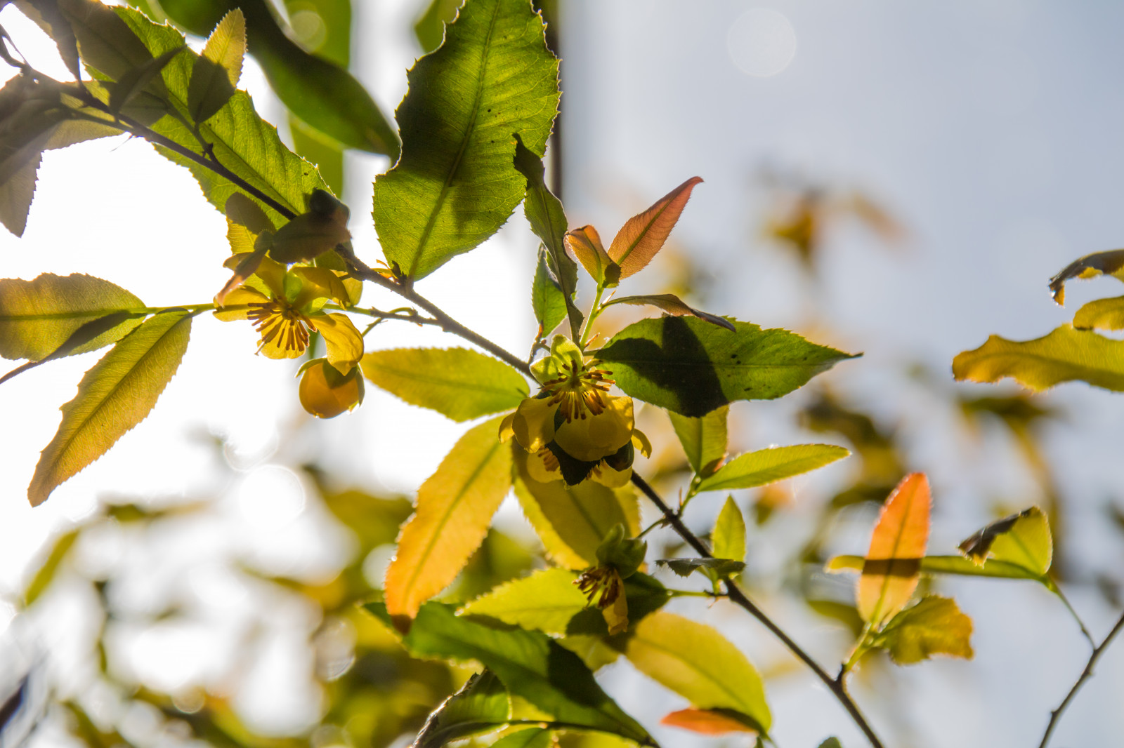แสงแดด, อาหาร, ธรรมชาติ, สาขา, แมลง, สีเขียว, สีเหลือง, เบ่งบาน, ฤดูใบไม้ผลิ, ต้นไม้, ฤดูใบไม้ร่วง, ใบไม้, ดอกไม้, ปลูก, ฤดู, พืช, Blomma, ลันด์, botaniskatr dg rden, v r, พฤกษศาสตร์, ดอกไม้ป่า, ผลิต, พฤกษศาสตร์, โรงงานที่ดิน, พืชดอก, ไม้ยืนต้น, ใกล้ชิด, ไม้พุ่ม, การถ่ายภาพมาโคร