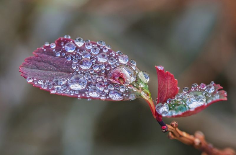 nature, red, photography, branch, frost, insect nature, red, photography, branch, frost, insect