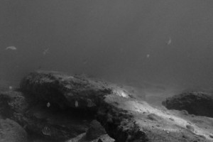 デスクトップ壁紙 水中 海 3840x2160 Wilkerov デスクトップ壁紙 Wallhere