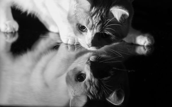 animals,cats
