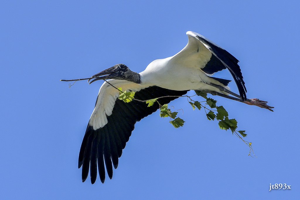 150600mm, BIF, pták, D500, jt893x, mycteriaamericana, Nikon, nikond500, sigma, sigma150600mmf563dgoshsms, čáp, wadingbird, Nesyt Americký, specanimal