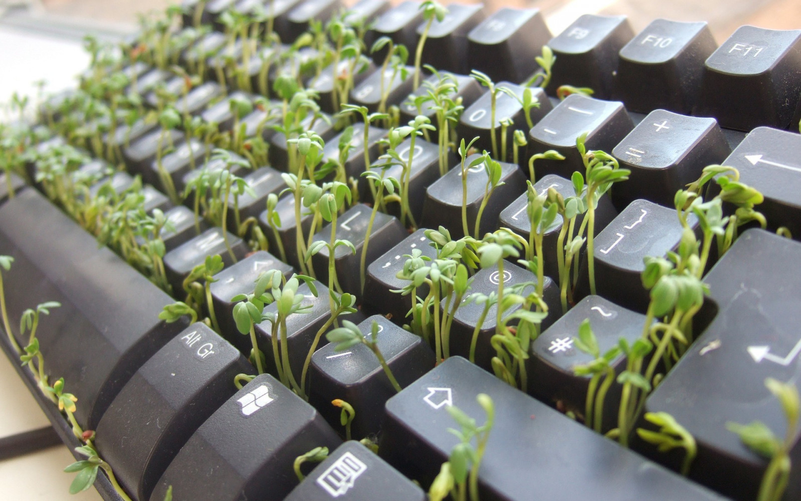 Flora Computer Wallpaper : nature, plants, green, computer, keyboards, flower ...