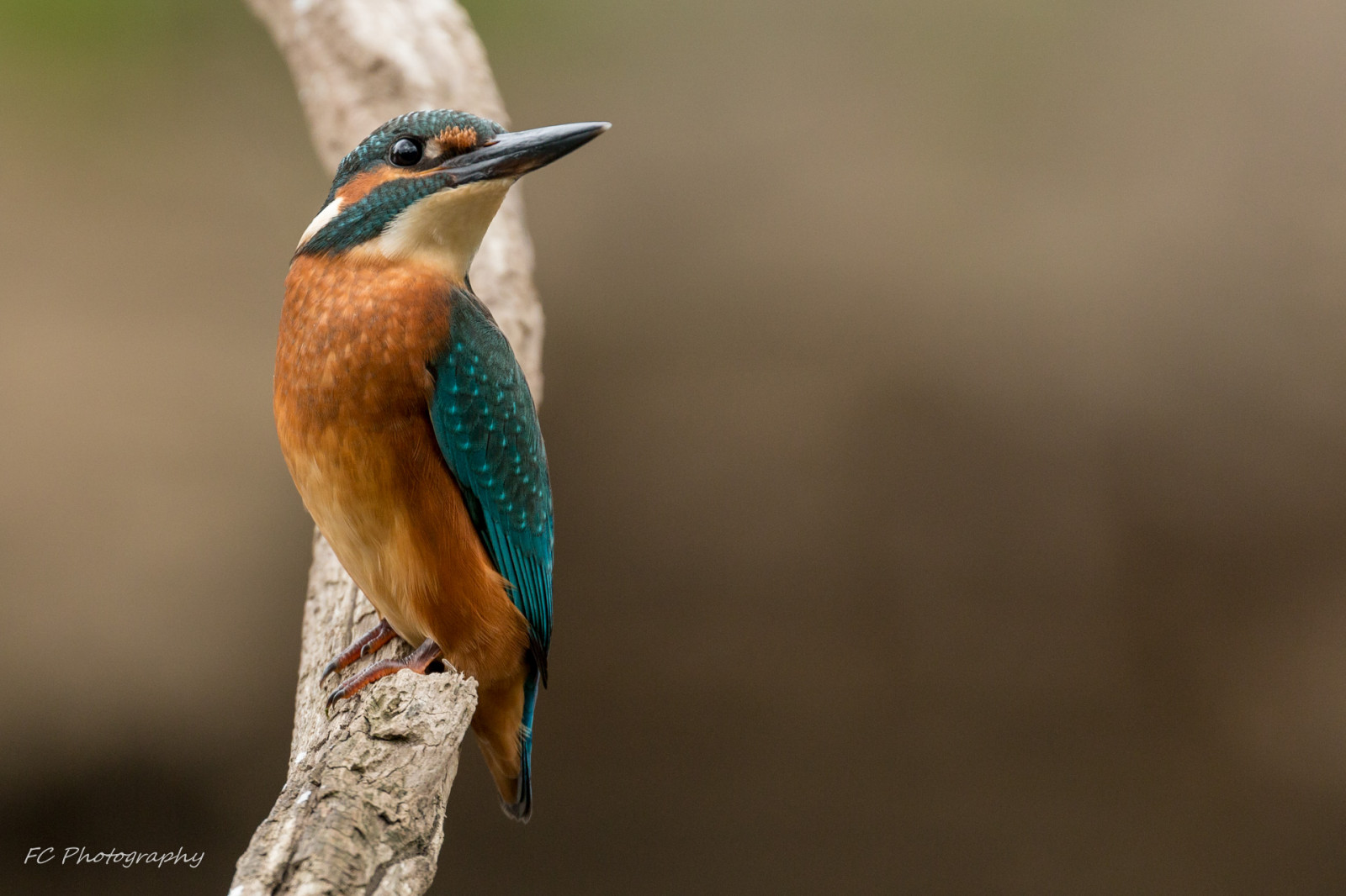 Nizozemí, ptactvo, zvíře, zvěř, VOGELS, Aves, nl, Dieren, Dier, animalia, Limburg, Vlodrop, commonkingfisher, alcedoatthis, Alcedo, ijsvogel, Alcedinidae, CORACIIFORMES, Říční rybář, ijsvogels, Eurasiankingfisher, Scharrelaarvogels, canoneos70d, ef70300mmf456lisusm, Avesclass, Animaliakingdom, Alcedinidafamily, Alcedogenus, Alcedoatthisspecies, Koraciiformesorder