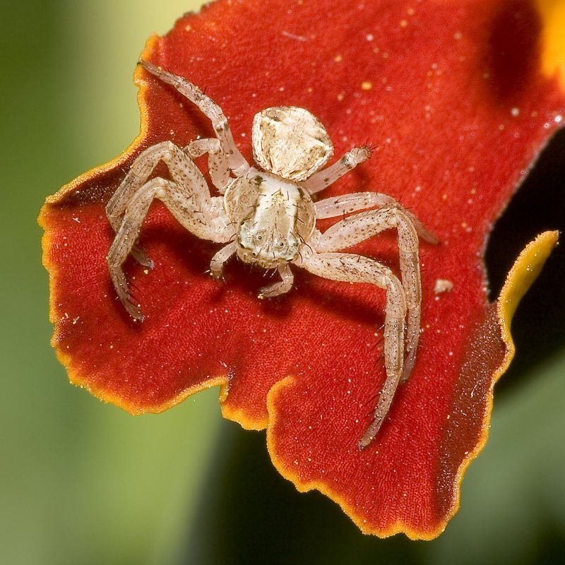 animals, flowers, red, photography, spider, insect animals, flowers, red, photography, spider, insect
