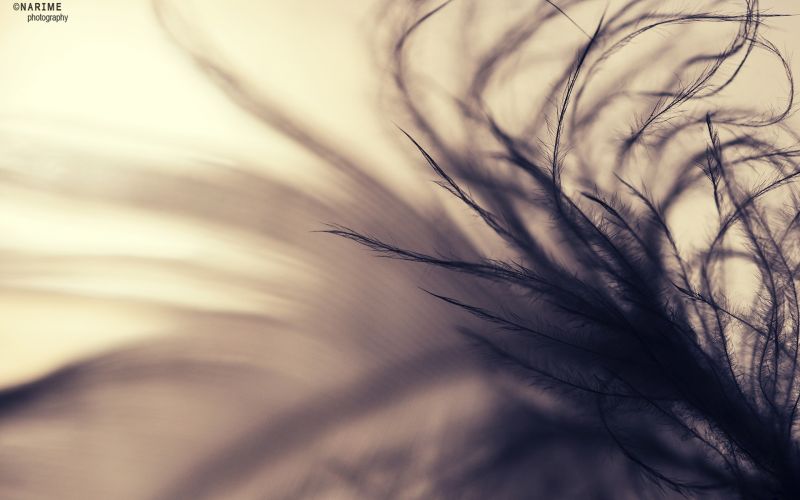 luce del sole, monocromo, erba, piante, bianca, nero