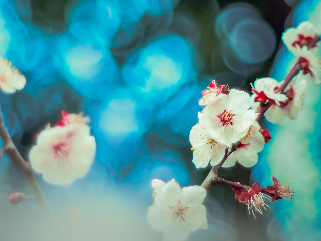 Japonsko, jídlo, Červené, větev, Třešňový květ, květ, bokeh, růžový, jaro, barva, květ, rostlina, švestka, flóra, rozmazat, okvětní lístek, sladkost, zblízka, makro fotografie, příchuť, pentagon50mmf18