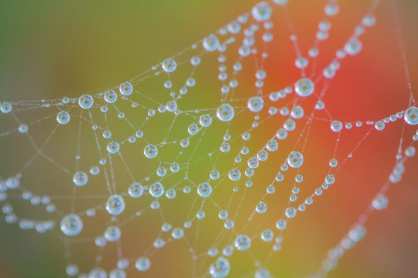 water,reflection,nature,pattern,natur,drop