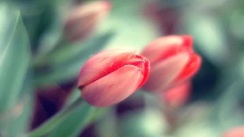 2560x1440 px, fiori, tulipani 2560x1440 px, fiori, tulipani