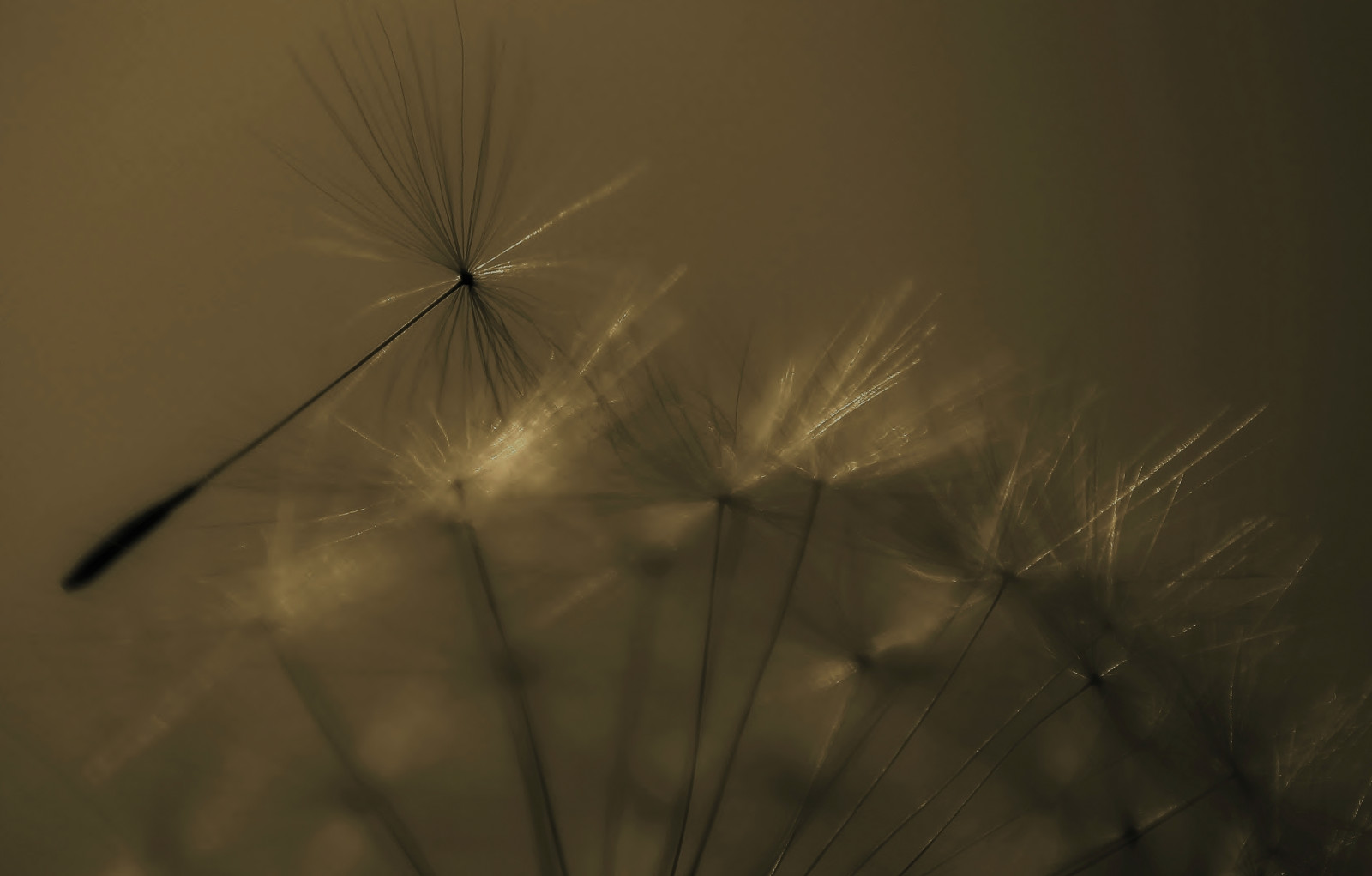 slunečnímu záření, černobílý, květiny, Příroda, odraz, tráva, nebe, rostliny, větev, zelená, sépie, Volně žijících živočichů, Kánon, pampeliška, Rochdale, Mono, světlo, stíny, list, květ, rostlina, tvar, čára, tma, Ogden, newhey, zblízka, makro fotografie, tráva rodina, britishsummertime, dandelionseeds