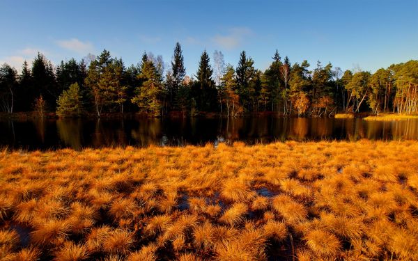 1920x1200 px,autumn,color,fall,fields,forest
